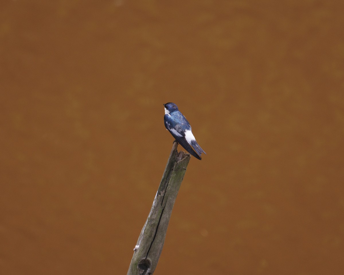 White-winged Swallow - ML643598516