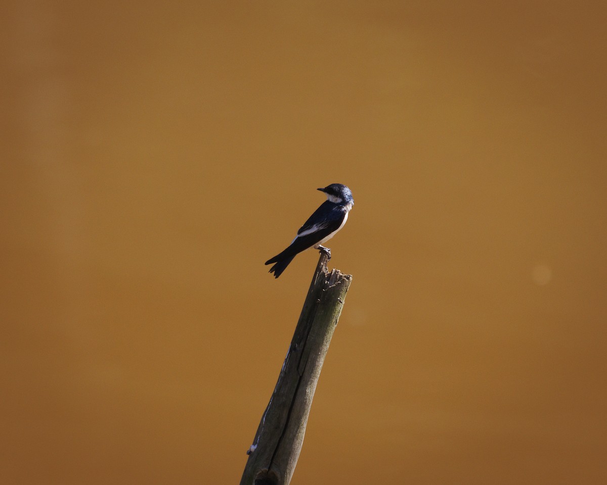 White-winged Swallow - ML643598517