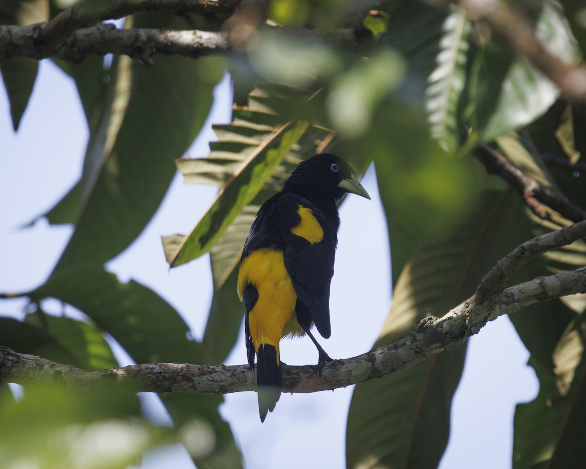 Yellow-rumped Cacique - ML643598519