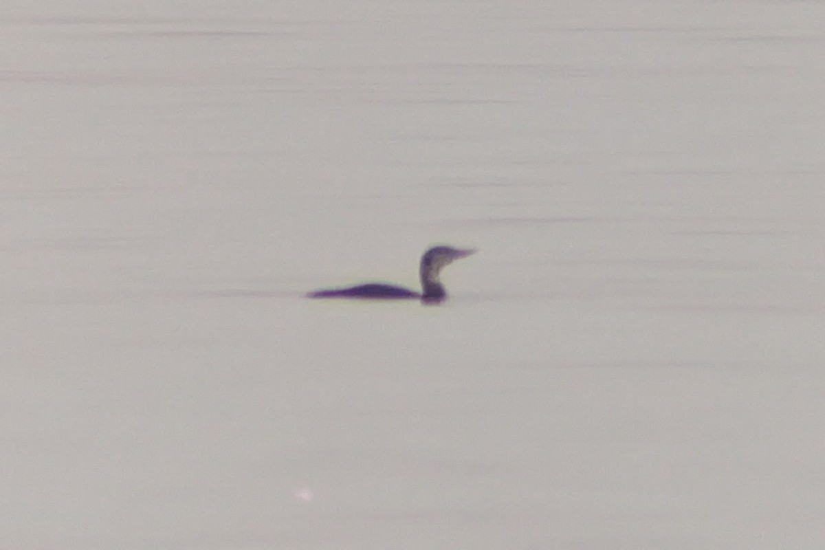 Yellow-billed Loon - ML643598537