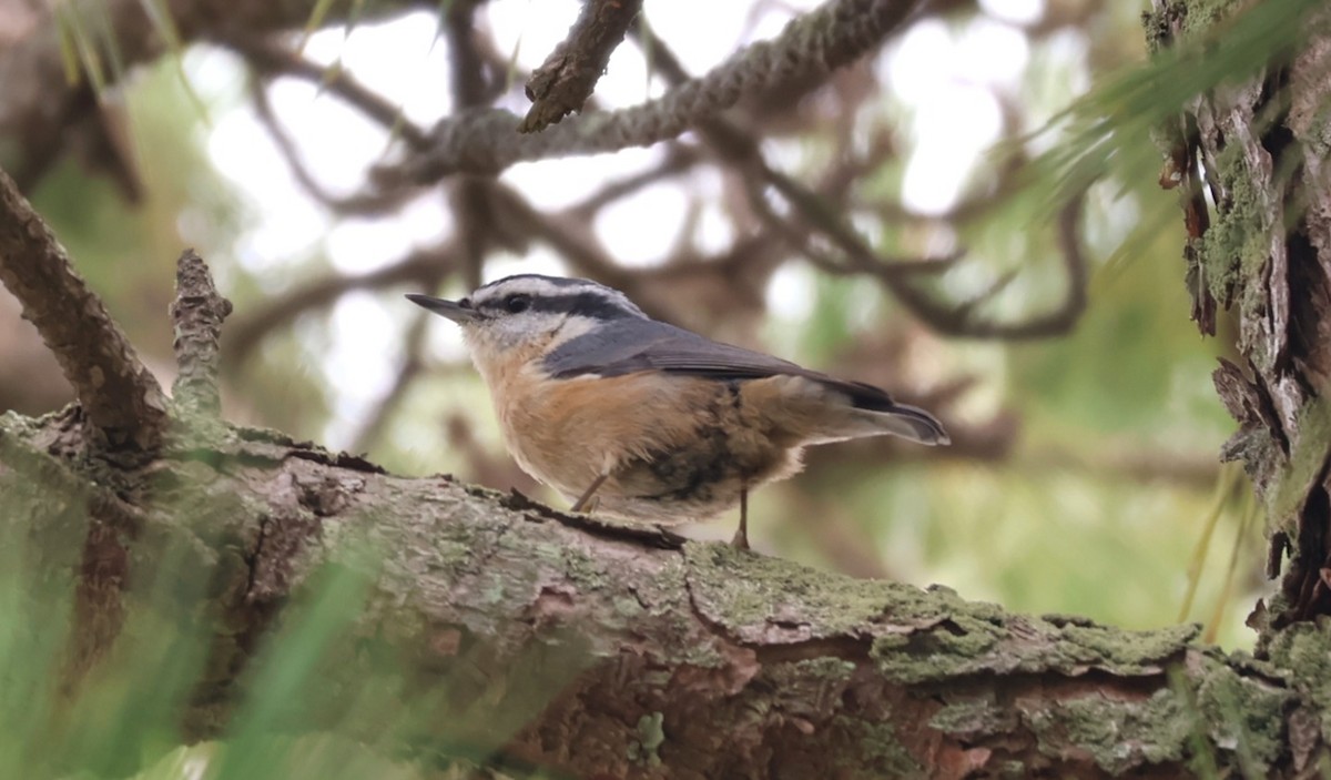 Red-breasted Nuthatch - ML643598540