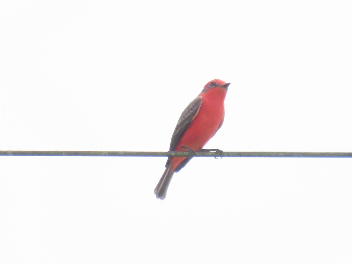 Vermilion Flycatcher - ML643598543