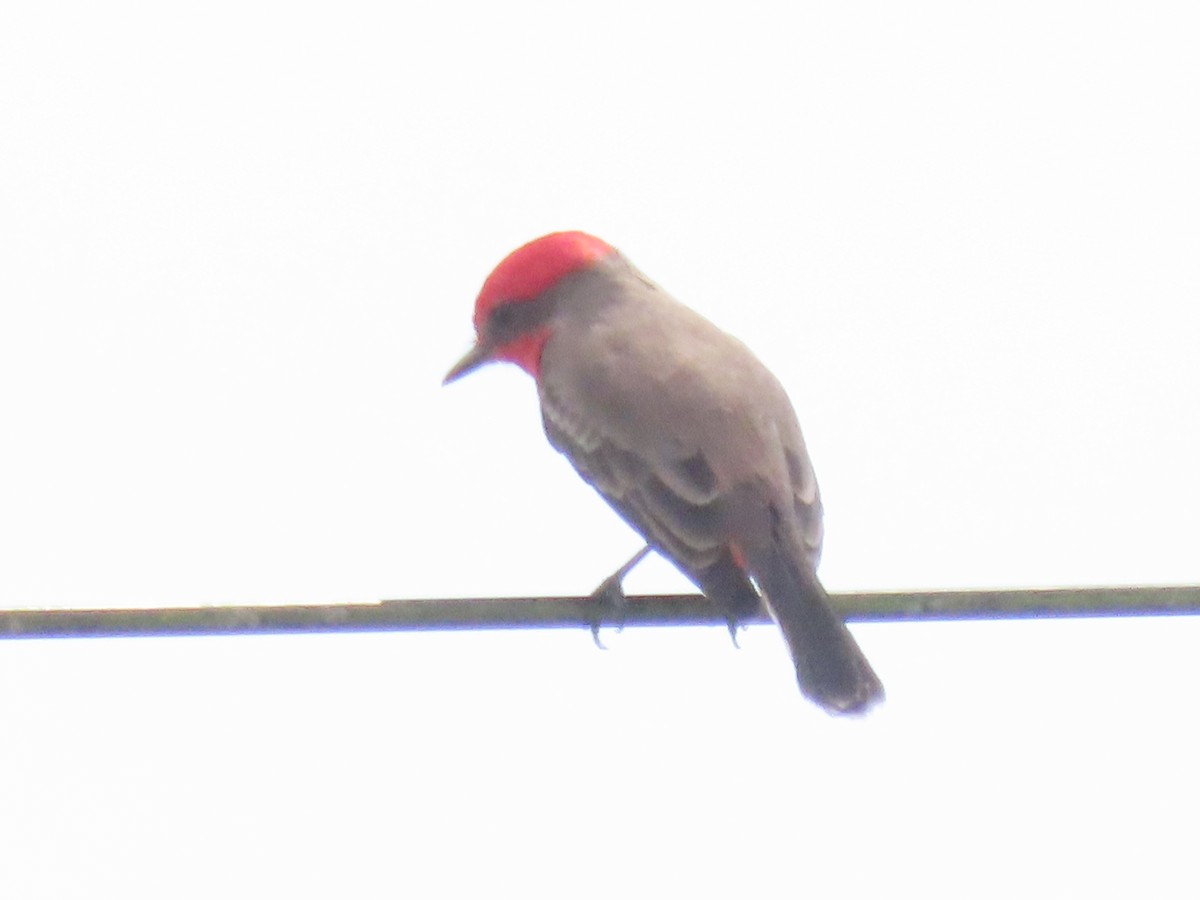 Vermilion Flycatcher - ML643598544