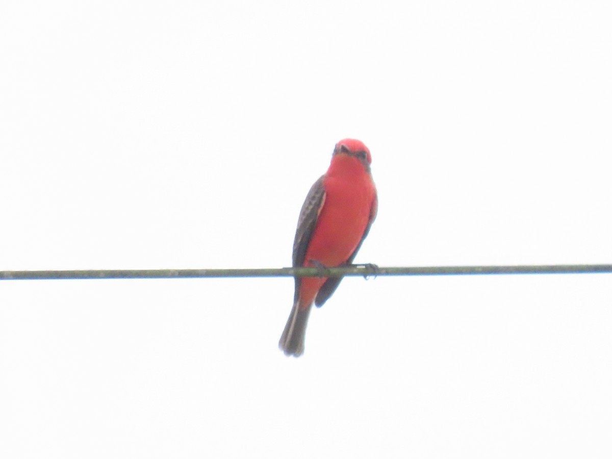 Vermilion Flycatcher - ML643598545