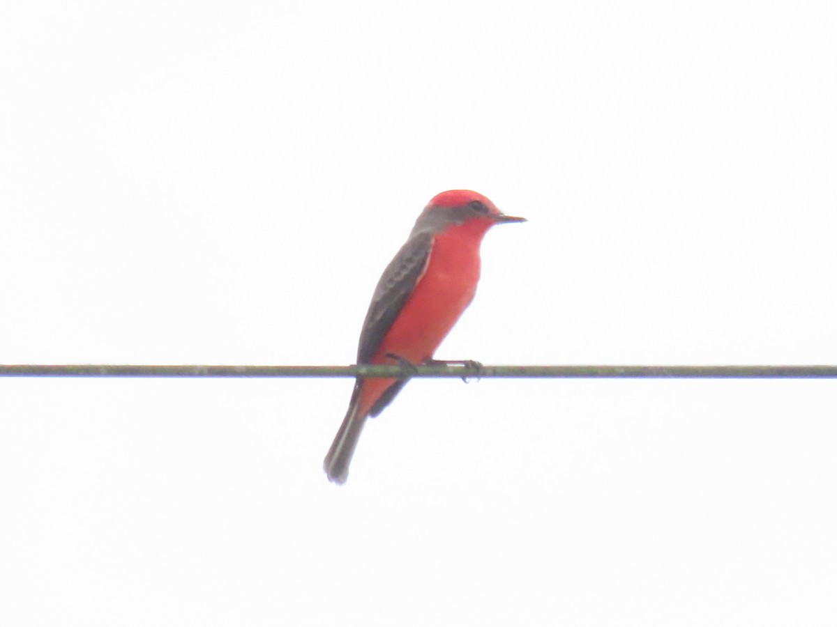 Vermilion Flycatcher - ML643598546