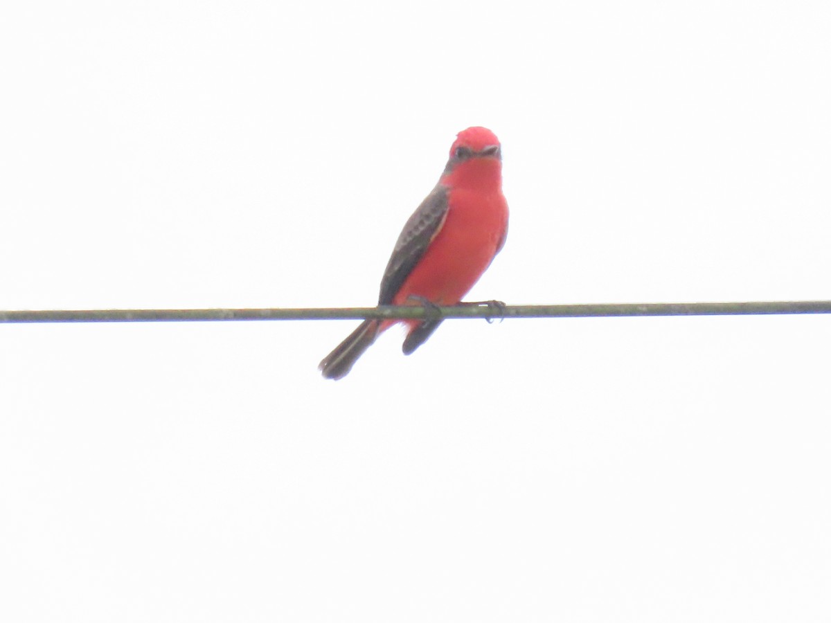 Vermilion Flycatcher - ML643598547