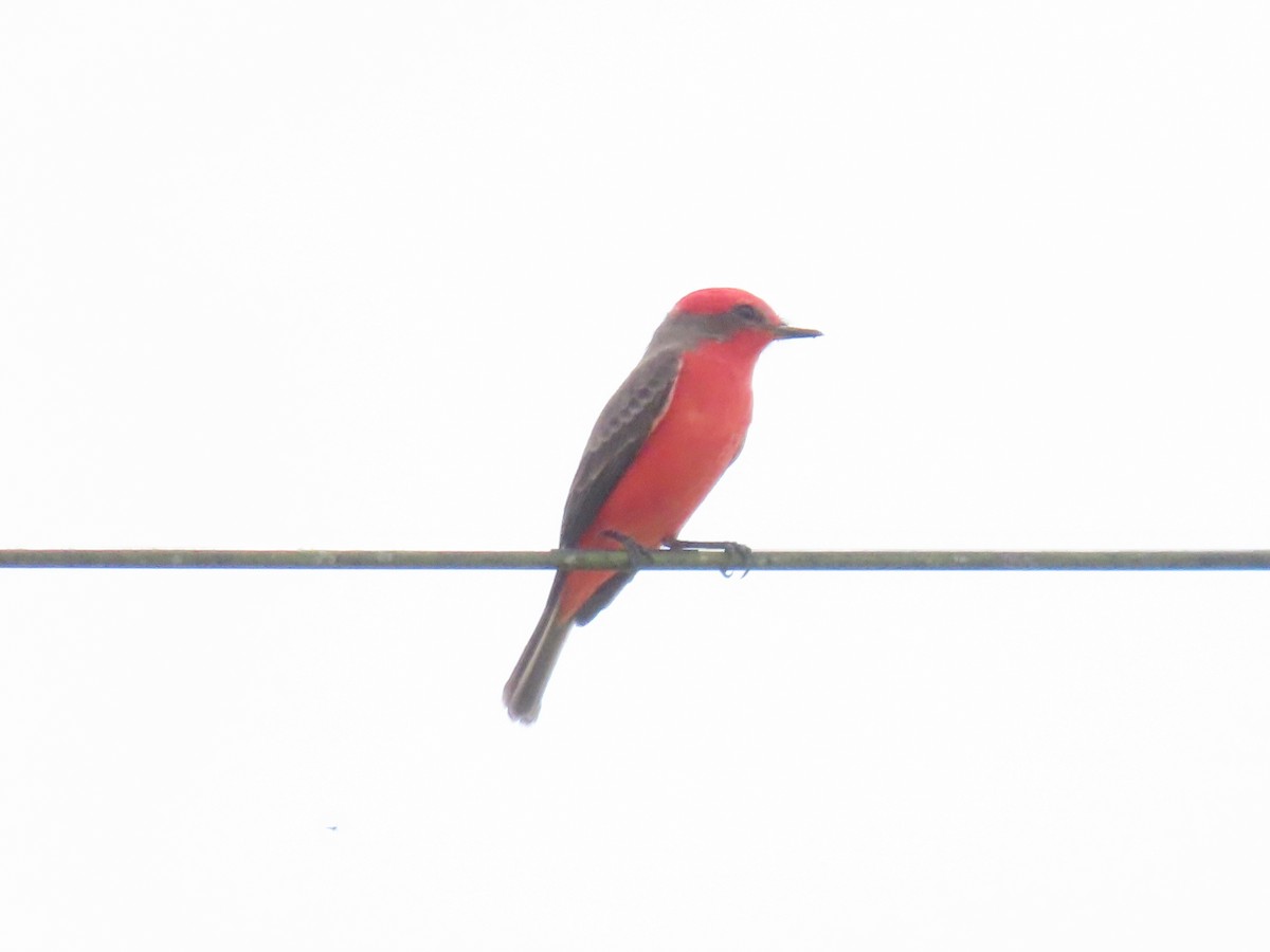 Vermilion Flycatcher - ML643598548