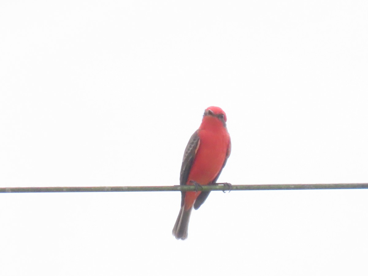 Vermilion Flycatcher - ML643598549