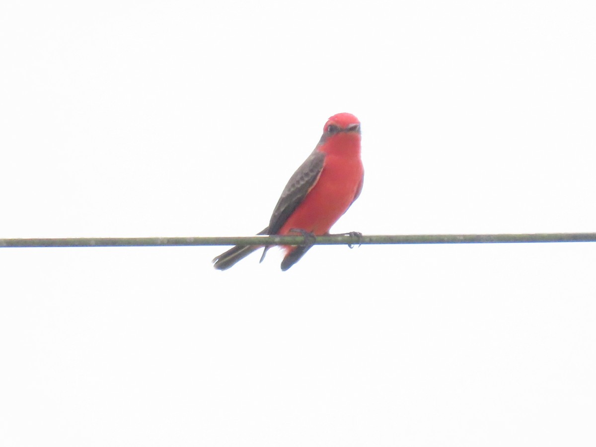 Vermilion Flycatcher - ML643598550