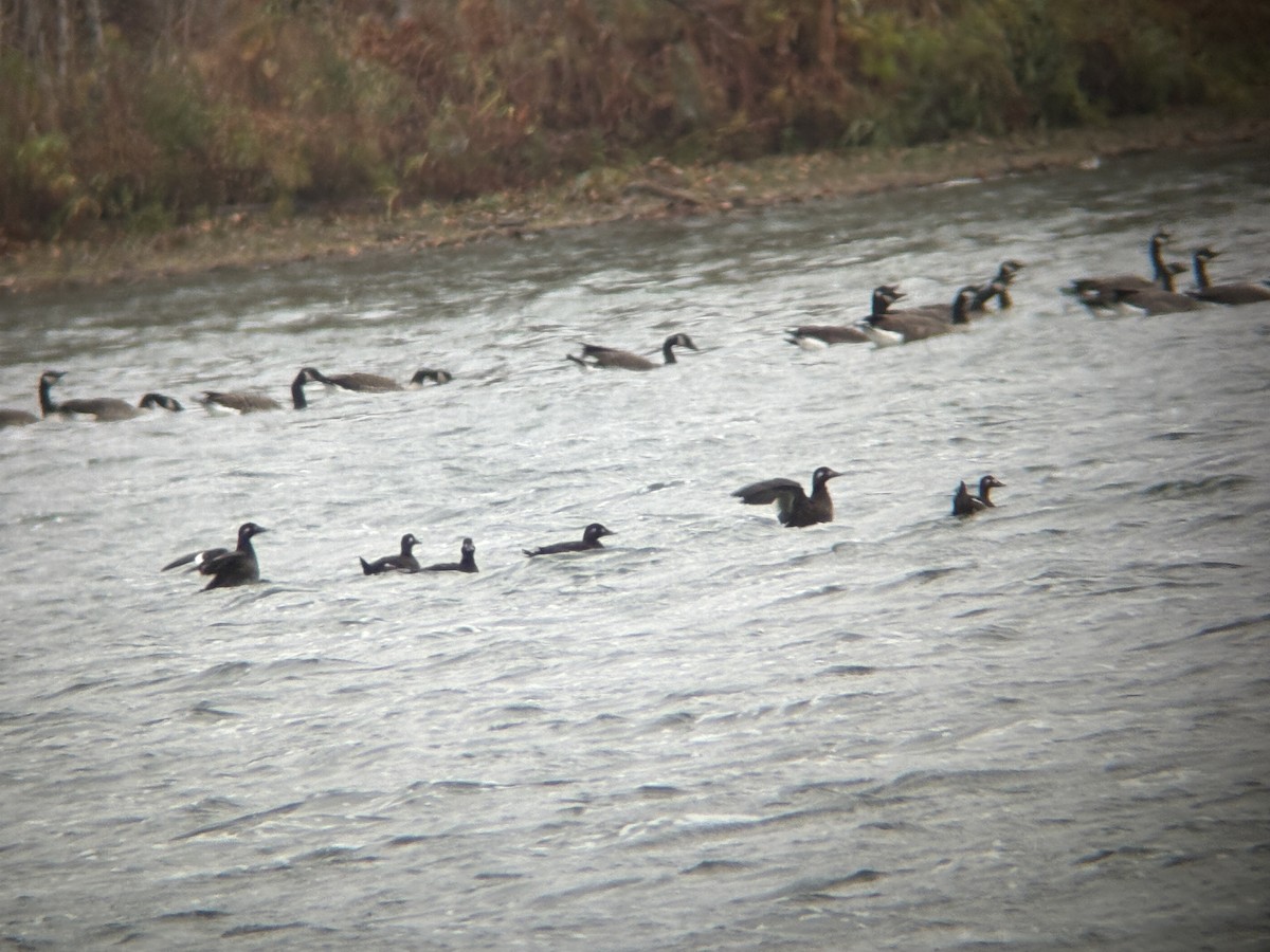 White-winged Scoter - ML643598552