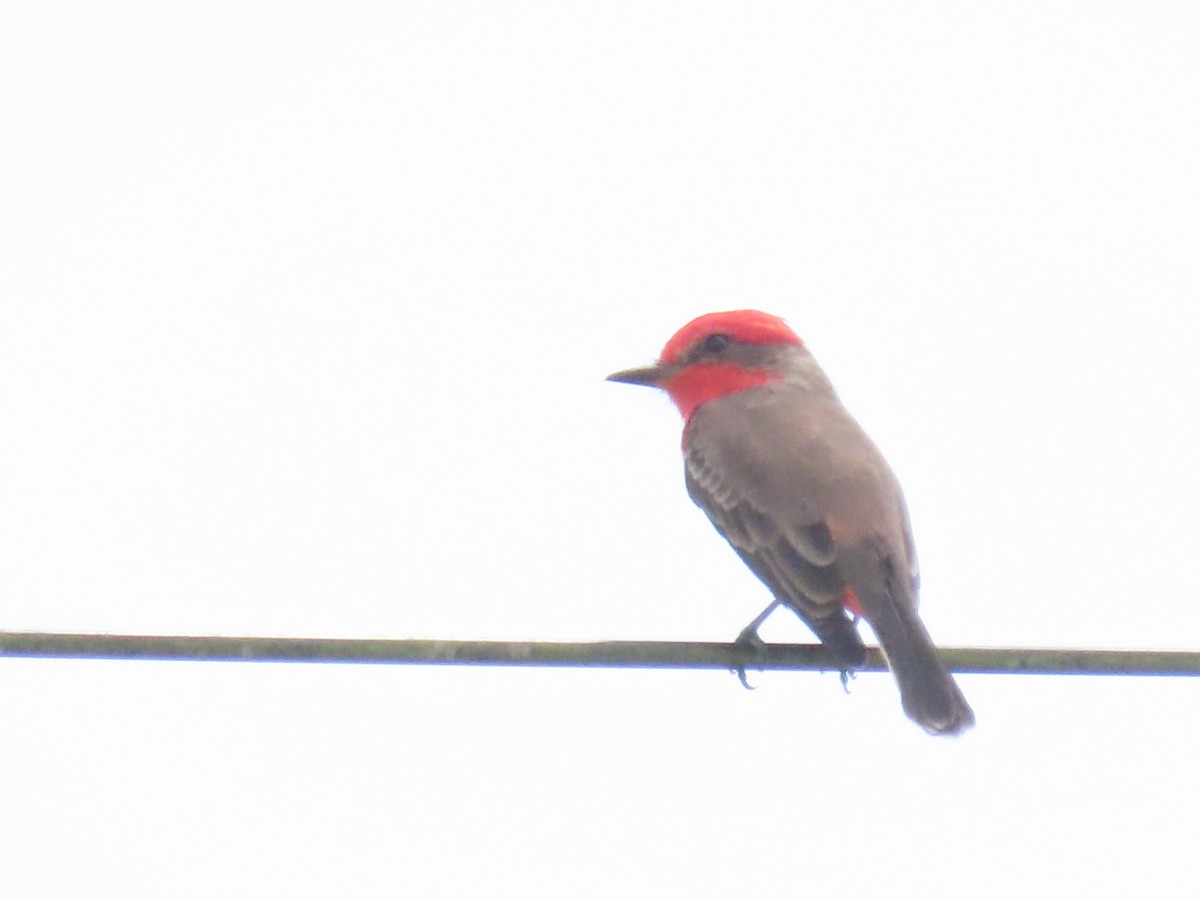 Vermilion Flycatcher - ML643598553