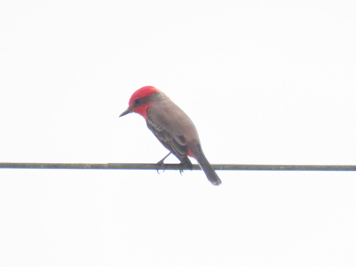 Vermilion Flycatcher - ML643598555