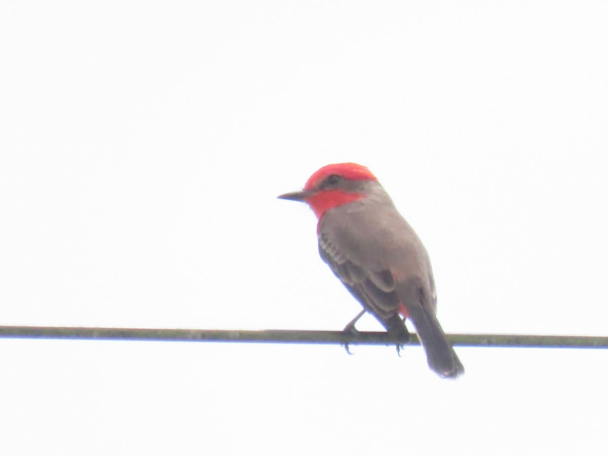 Vermilion Flycatcher - ML643598556