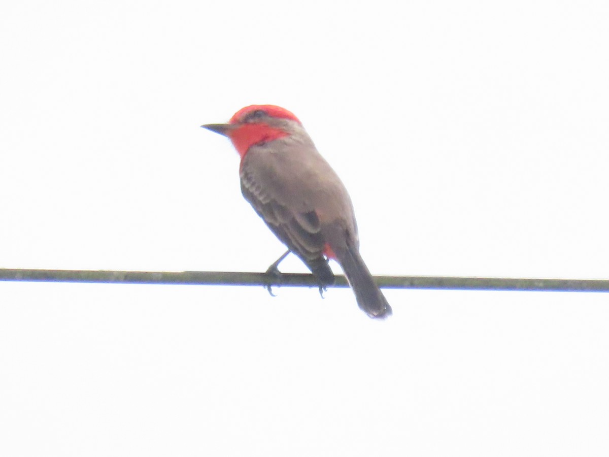 Vermilion Flycatcher - ML643598557
