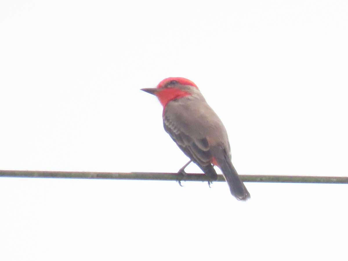 Vermilion Flycatcher - ML643598558