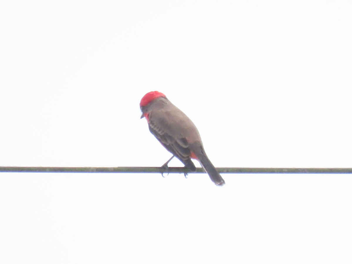 Vermilion Flycatcher - ML643598559