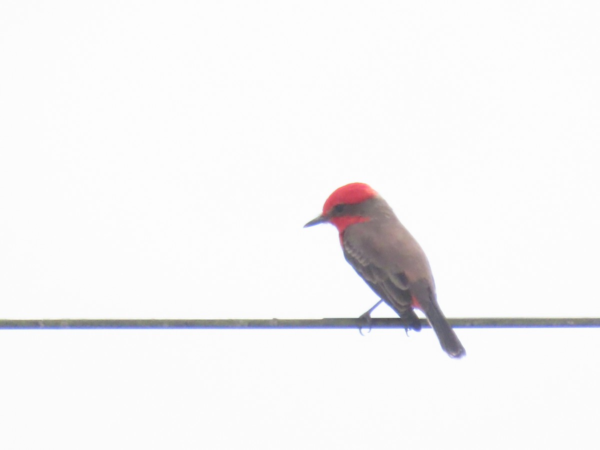 Vermilion Flycatcher - ML643598560
