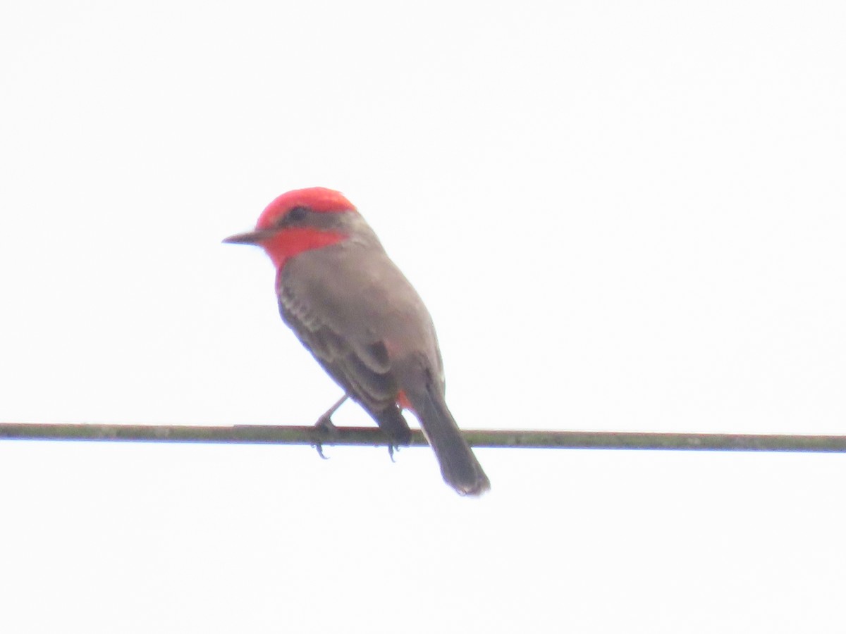 Vermilion Flycatcher - ML643598561
