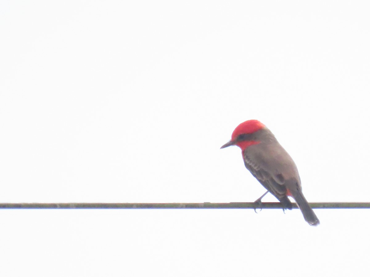 Vermilion Flycatcher - ML643598563