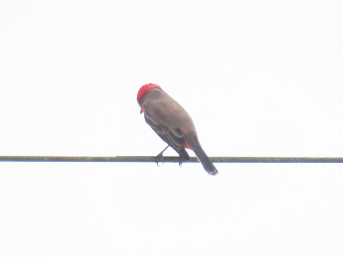 Vermilion Flycatcher - ML643598564
