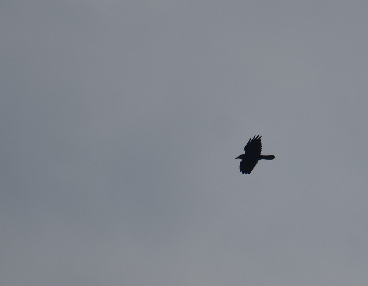 Fish Crow - ML643598585
