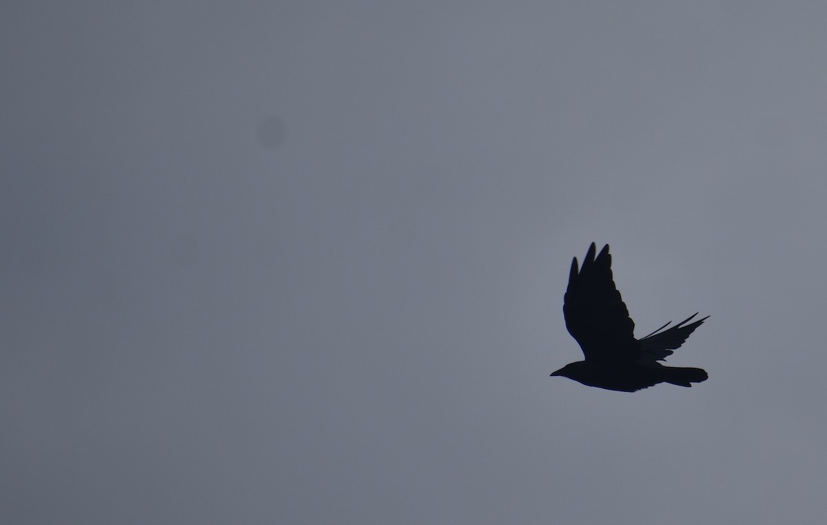 Fish Crow - ML643598588