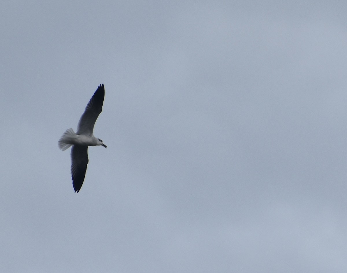 Laughing Gull - ML643598602
