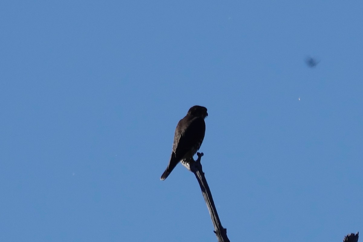 Merlin - ML643598603