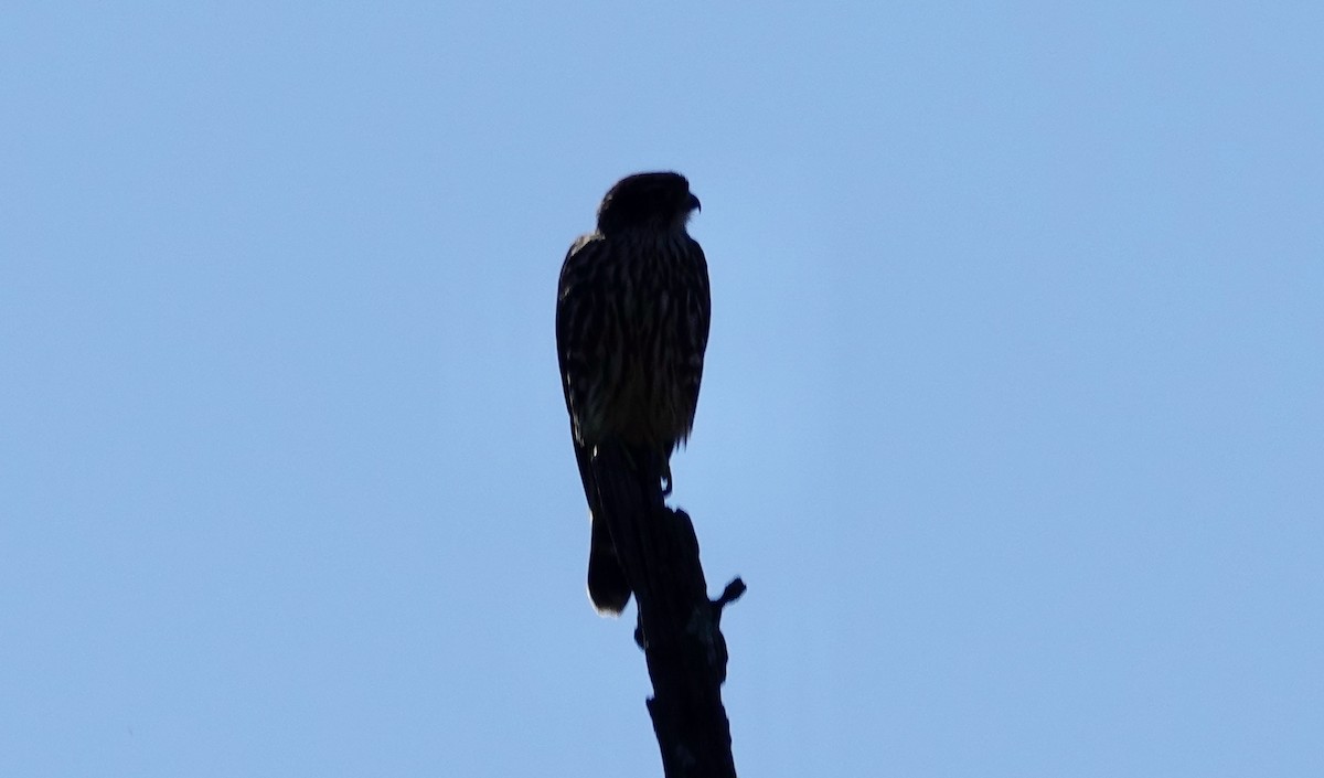 Merlin - ML643598604