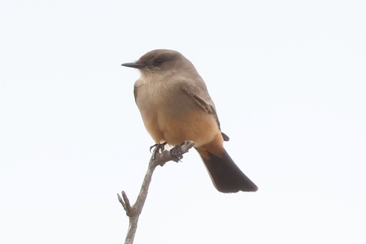 Say's Phoebe - ML643598605
