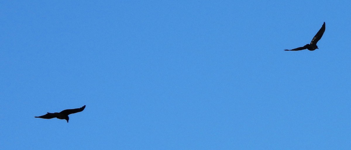 American Crow - ML643598617