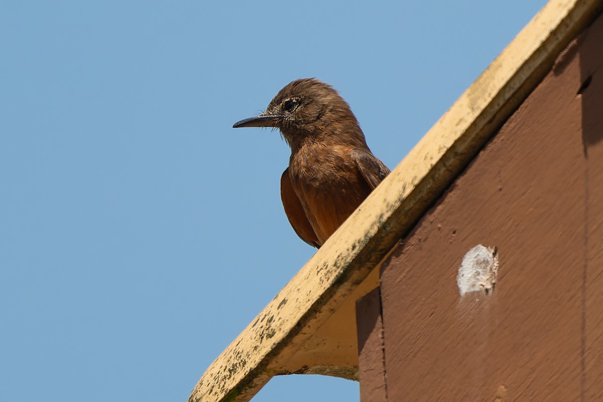 Cliff Flycatcher - ML643598647
