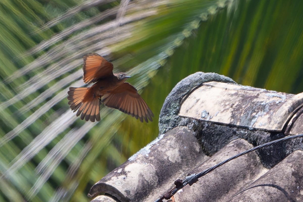 Cliff Flycatcher - ML643598649