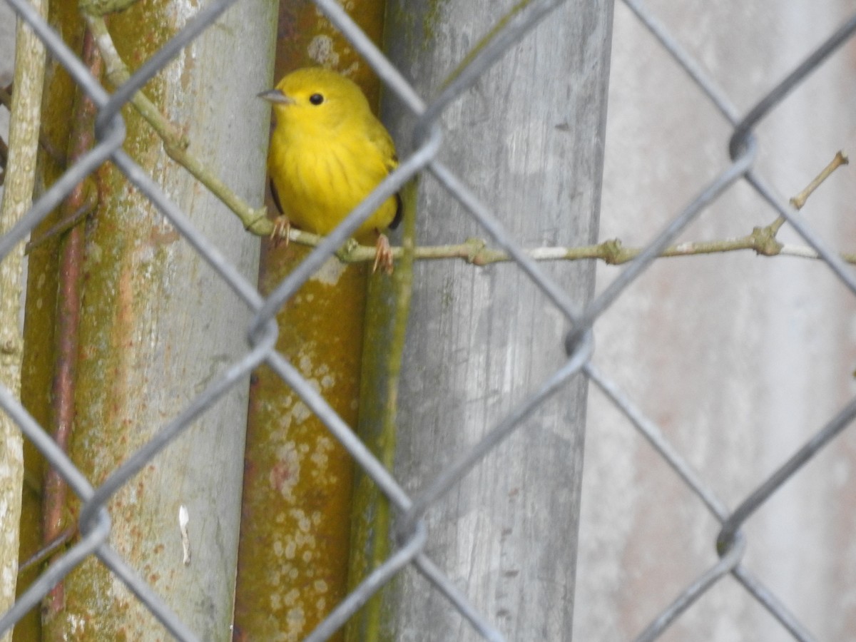 Yellow Warbler - ML643598659