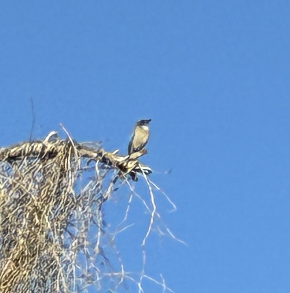 Woodhouse's Scrub-Jay - ML643598671
