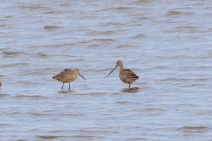 Marbled Godwit - ML643598673