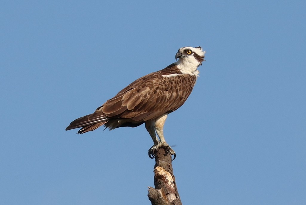 Osprey - ML643598682