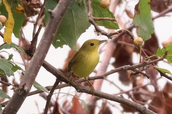 Yellow Warbler (Northern) - ML643598693
