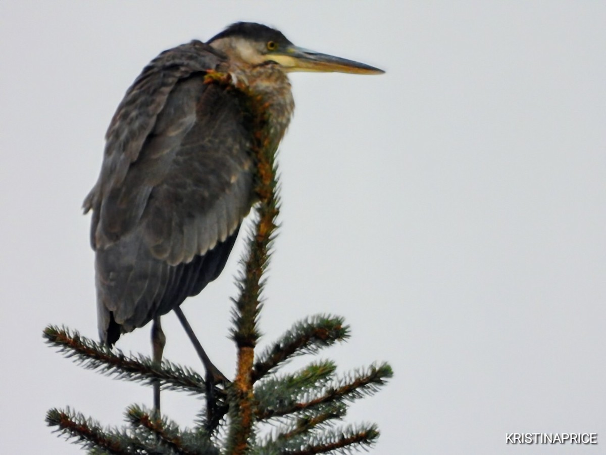 Great Blue Heron - ML643598696