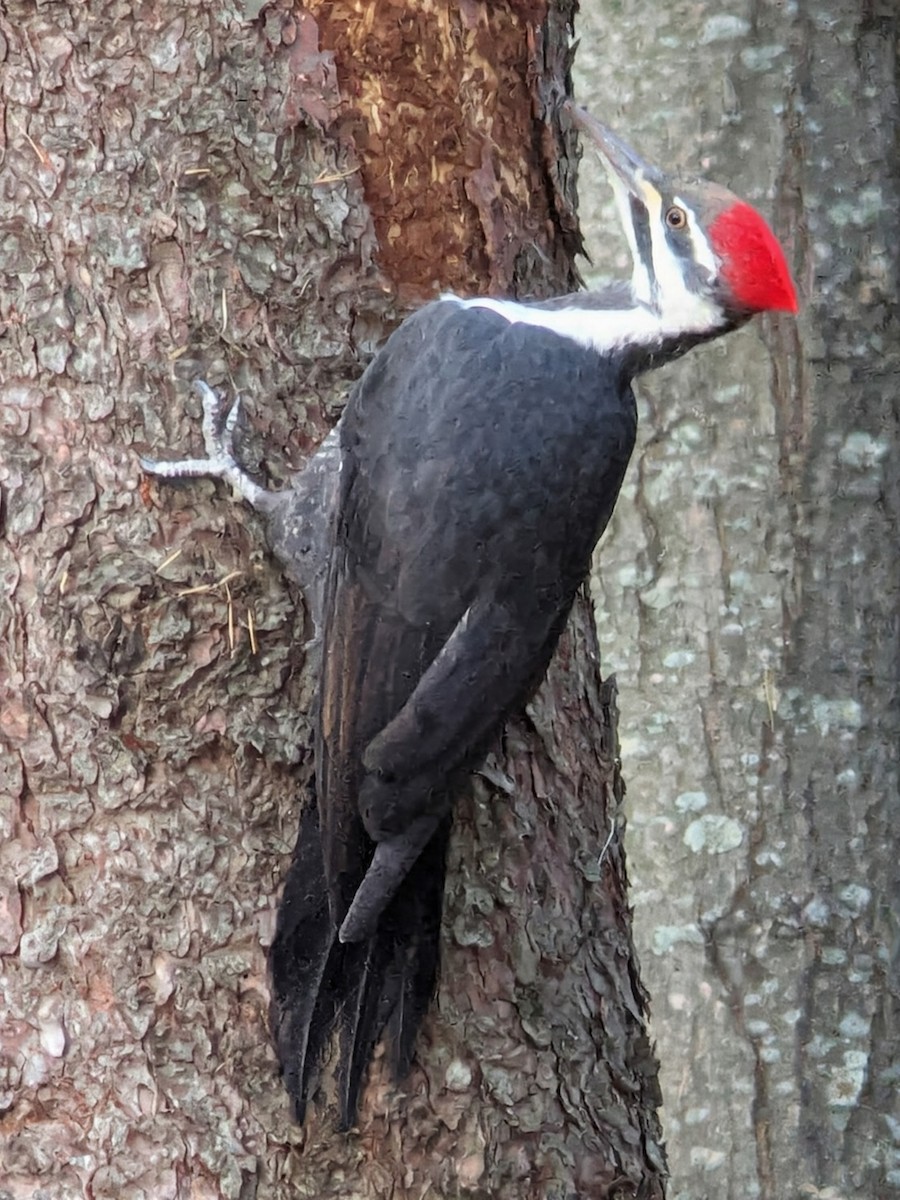 Pileated Woodpecker - ML643598701