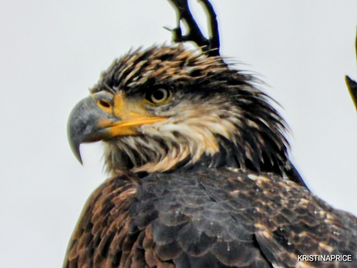 Bald Eagle - ML643598715