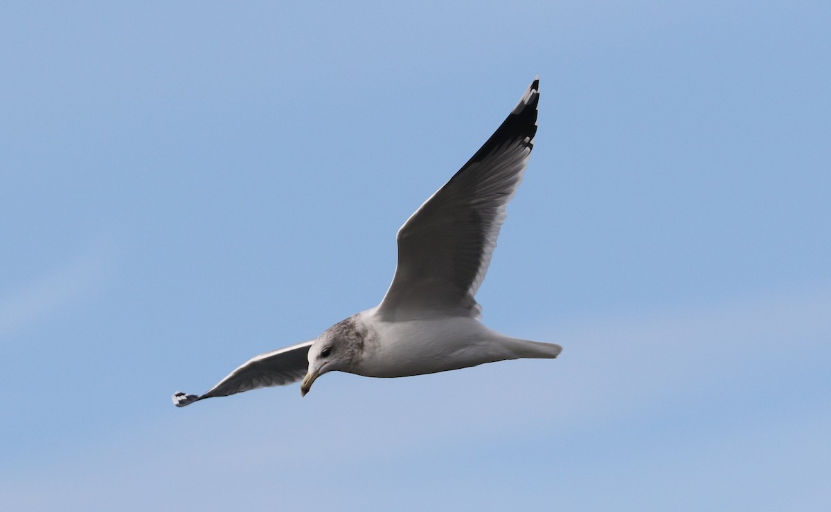 California Gull - ML643598723