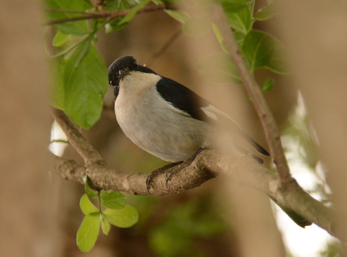 Fiscal Flycatcher - ML643598726