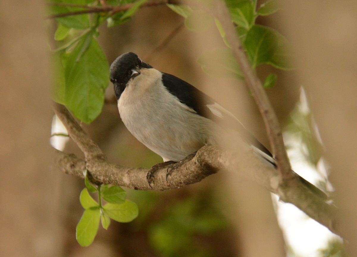 Fiscal Flycatcher - ML643598727