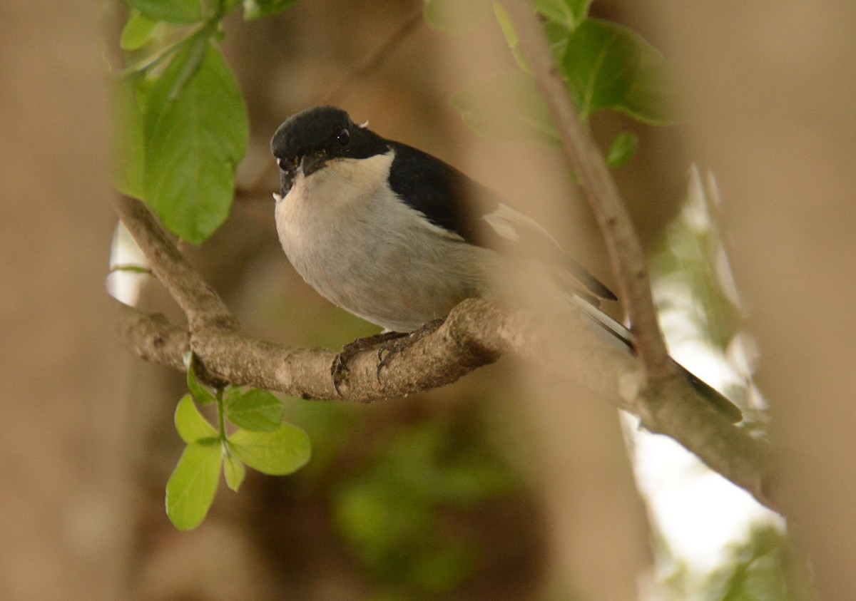 Fiscal Flycatcher - ML643598728