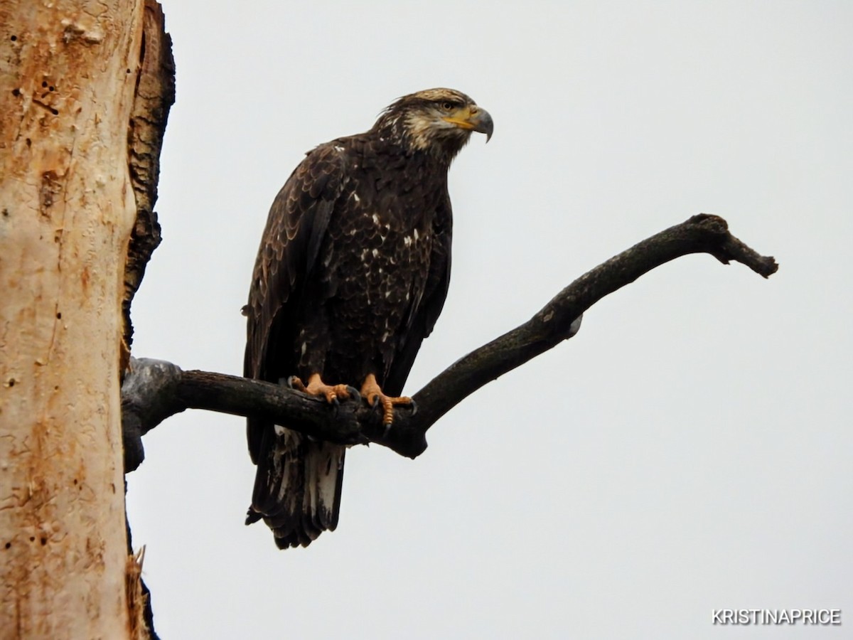 Bald Eagle - ML643598729