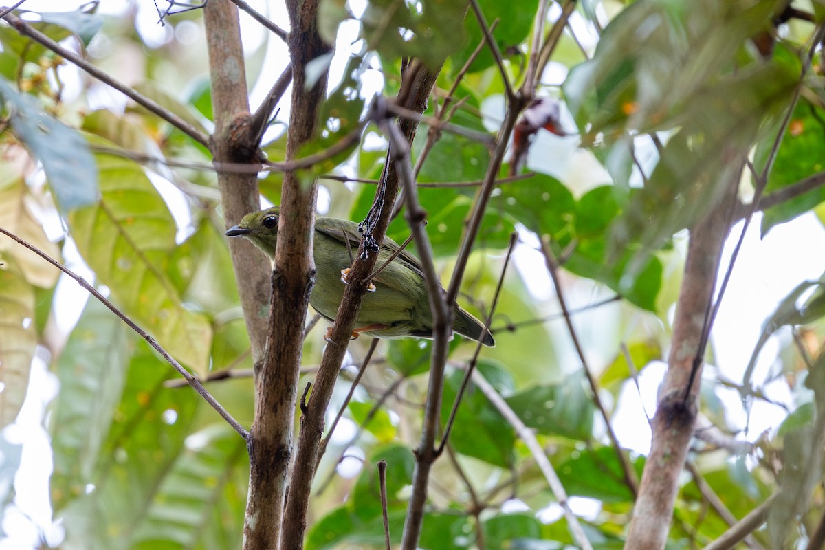 Blue-backed Manakin (regina) - ML643598732