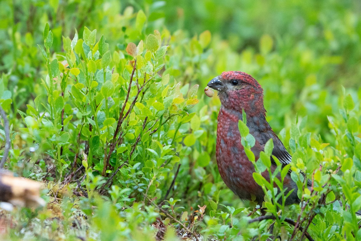 ギンザンマシコ - ML643598748