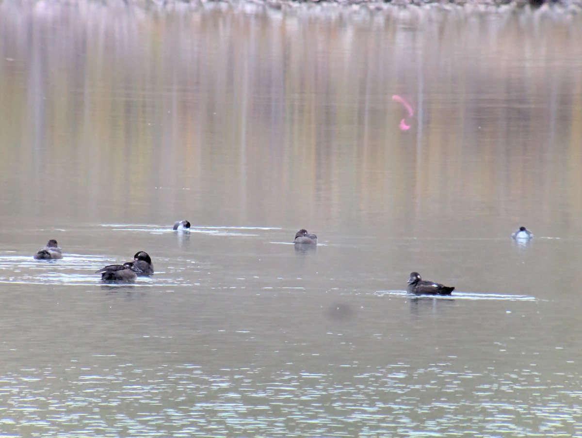 White-winged Scoter - ML643598775