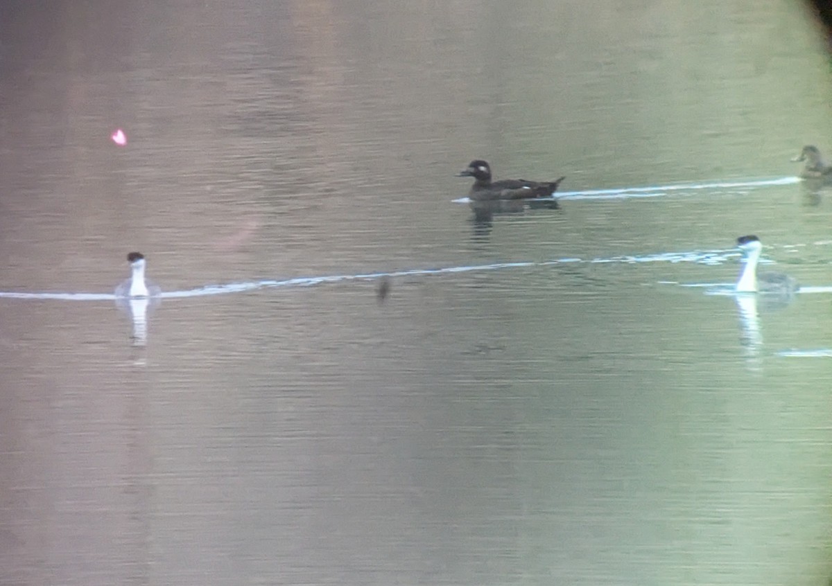 White-winged Scoter - ML643598776